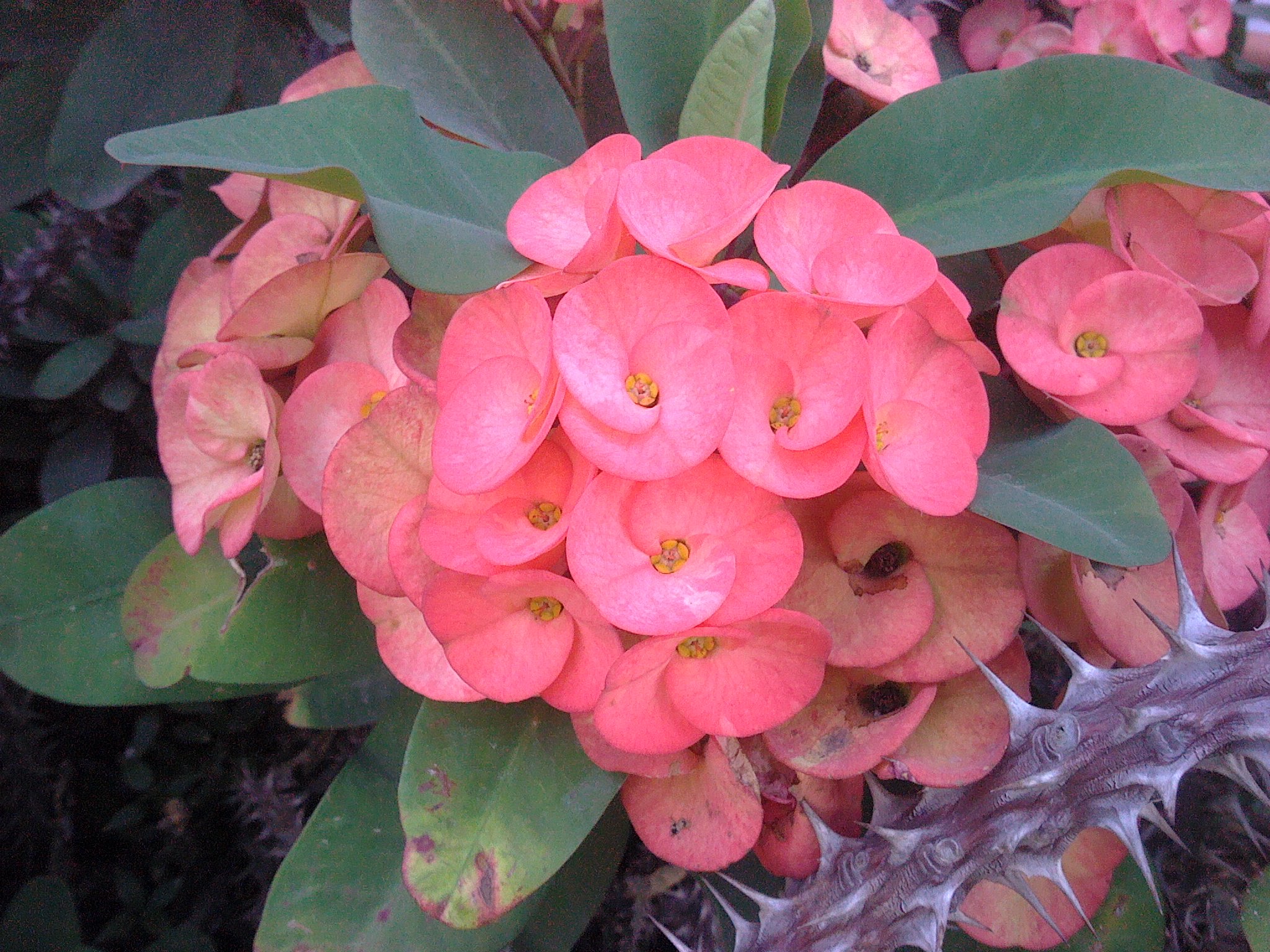a picture of some pink flowers and green leaves