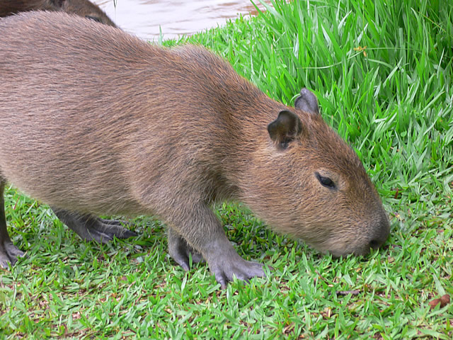 a capybara is standing near the water and eating grass