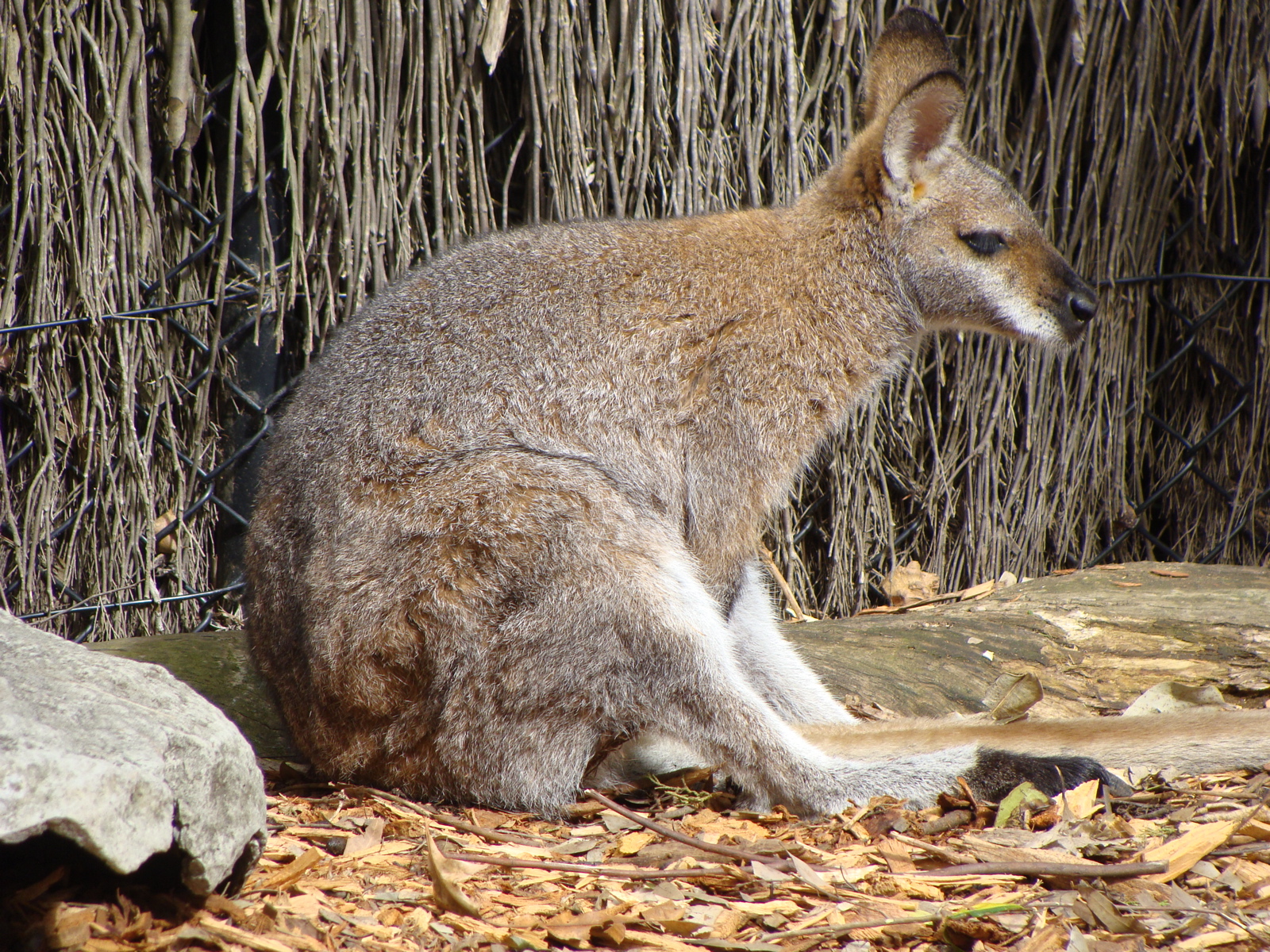 the animal is resting on the dry grass