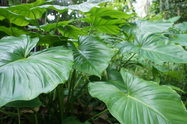 this is a lush green tropical plant with large leaves