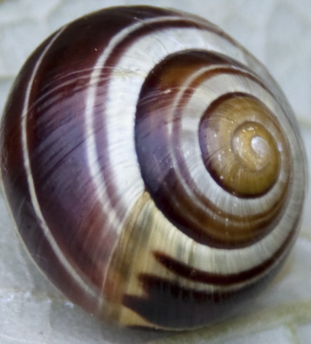 a snail that is inside of a shell