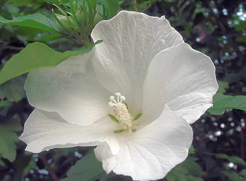 a white flower with bright green leaves in the background