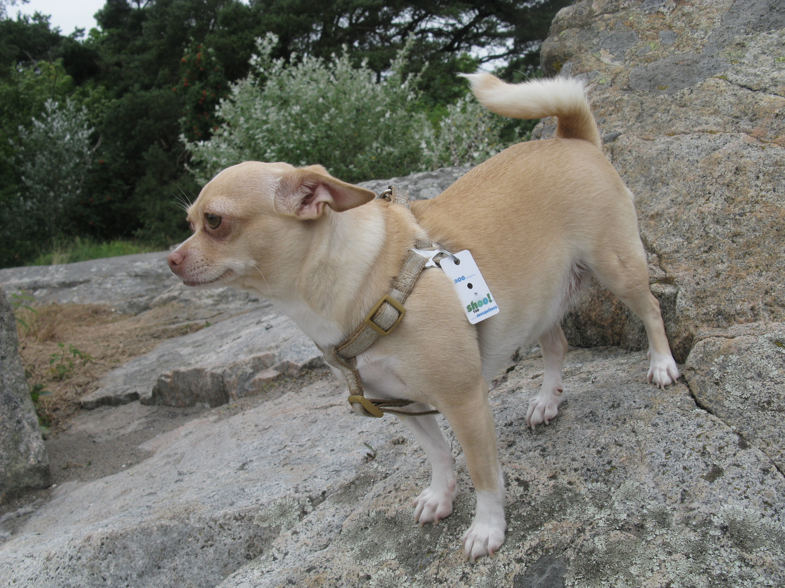 small dog with tags looking over large rock