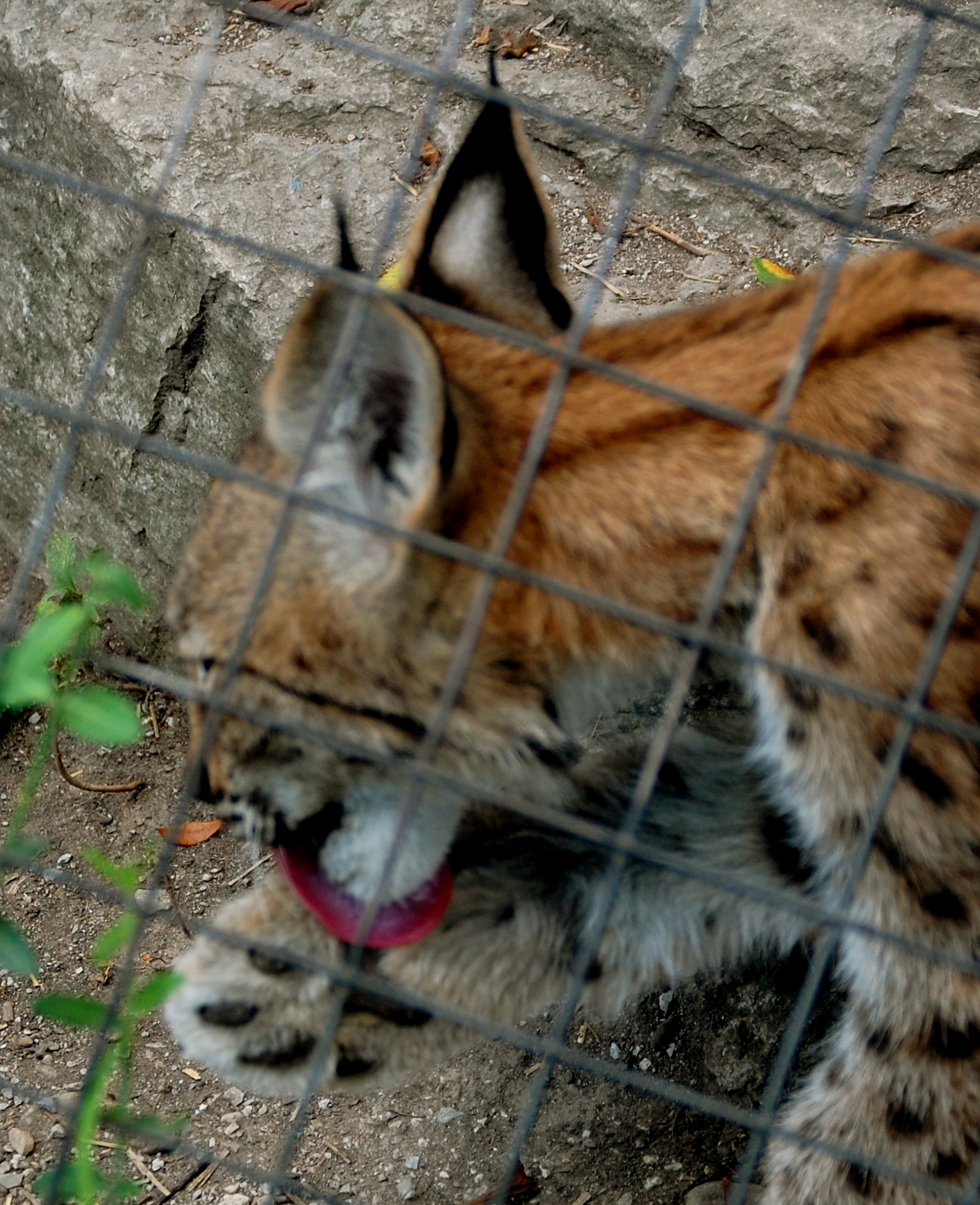 a very cute cat behind the fence outside