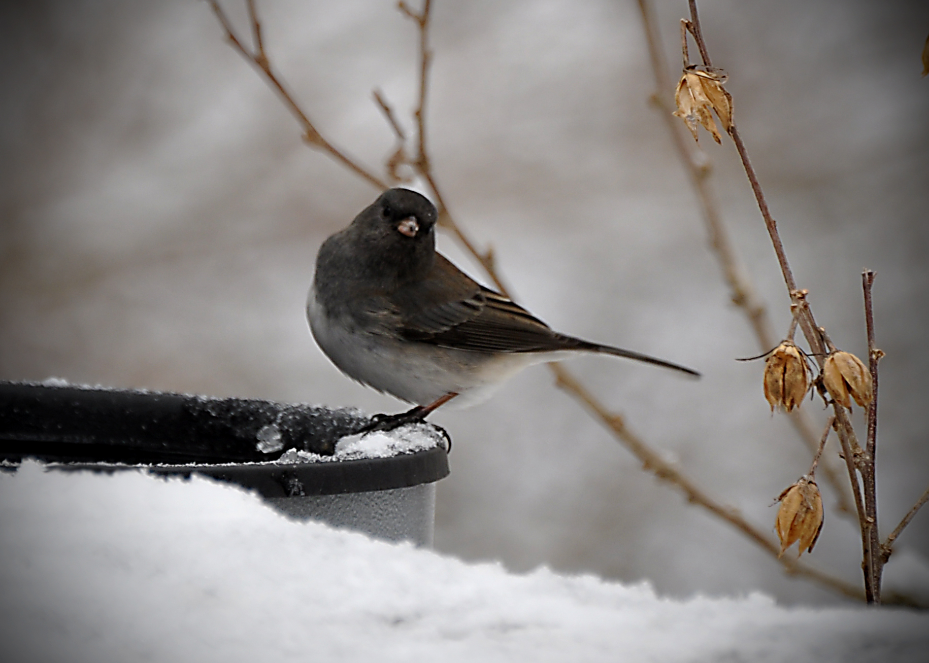 a small bird sitting on top of a metal structure