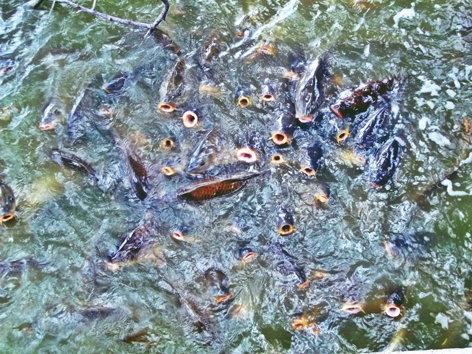 many fish are swimming in the water together
