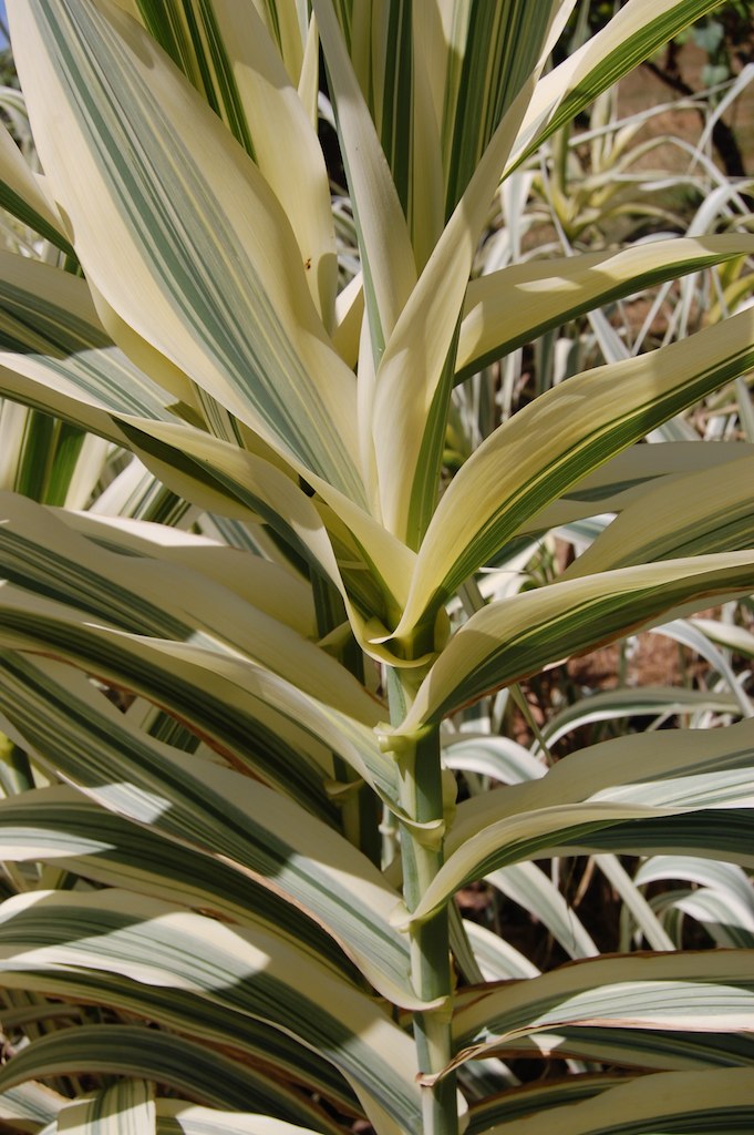 a close up po of a tropical plant