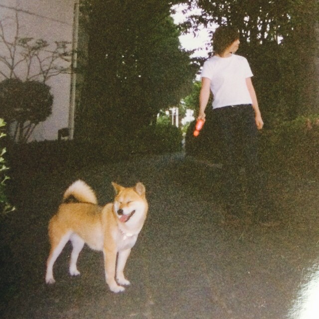 an image of a dog that is standing by the woman