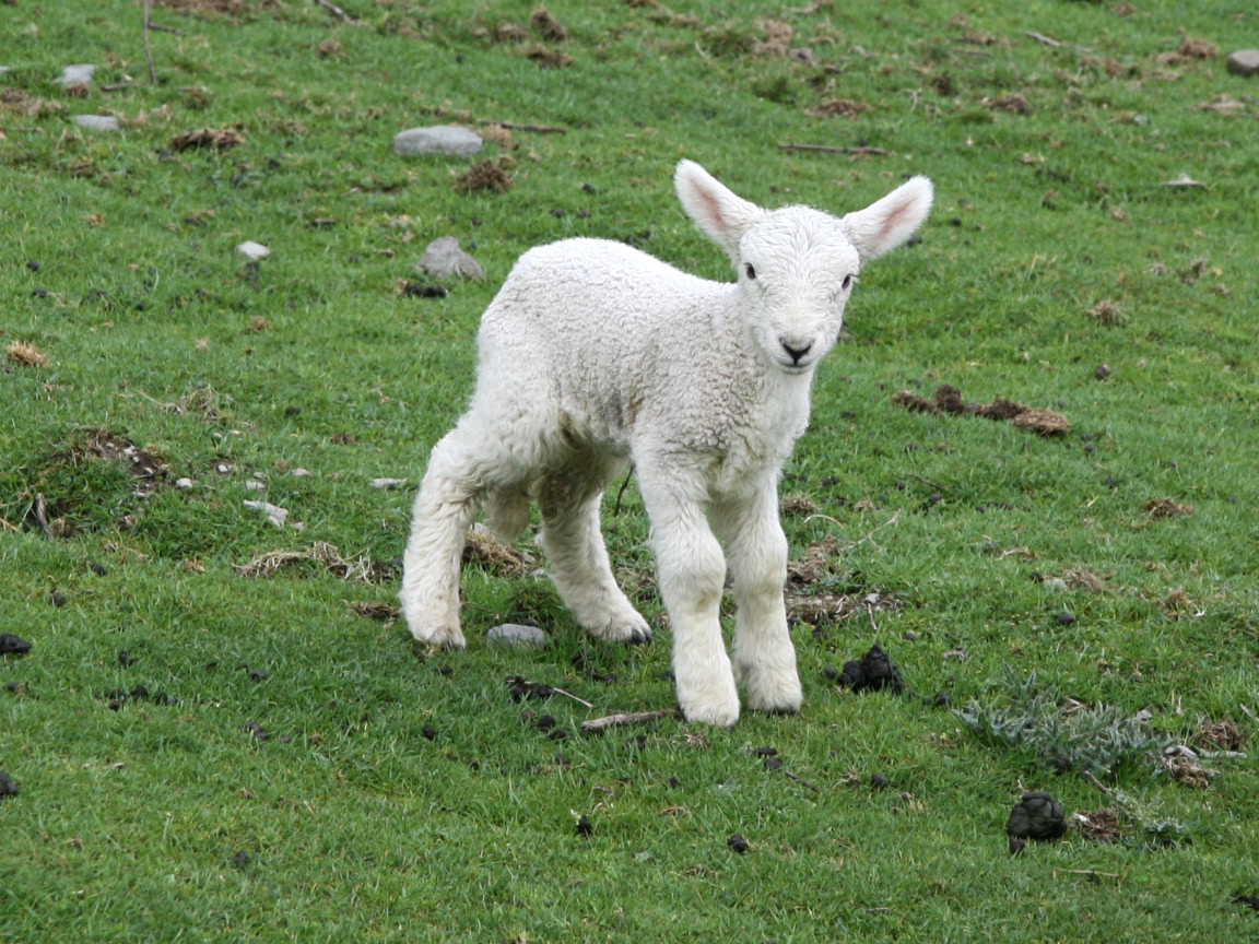 a white lamb walking across a lush green field