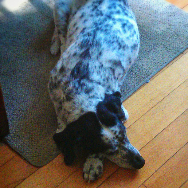 a dalmatian standing on a wooden floor looking at the camera