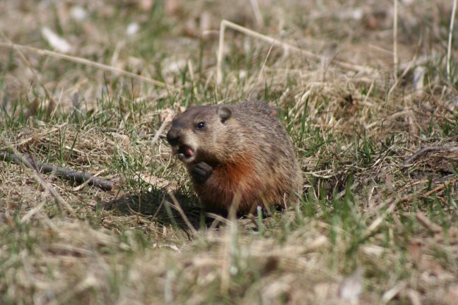 a rodent sits in the grass with its mouth open