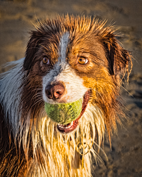 there is a wet dog that has a ball in his mouth