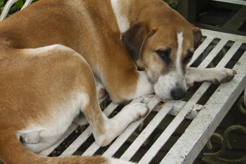 a brown and white dog laying on top of a bench