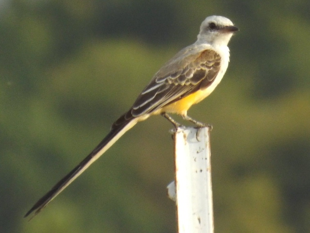 a bird perched on a metal pole near water