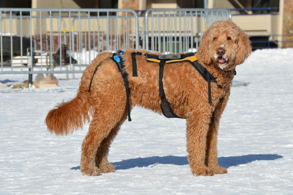 a brown dog wearing a harness on top of snow
