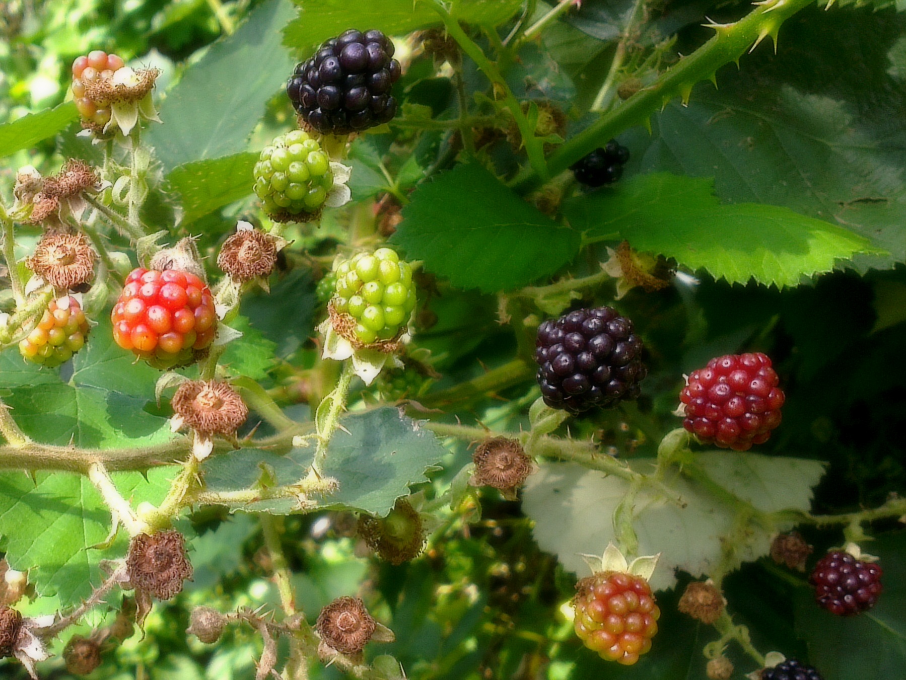 red, black and green berries grow on a bush