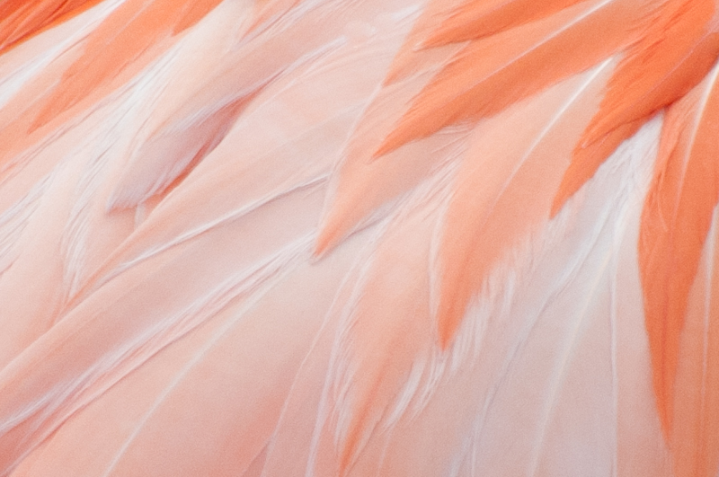 an orange bird with feathers is shown close up