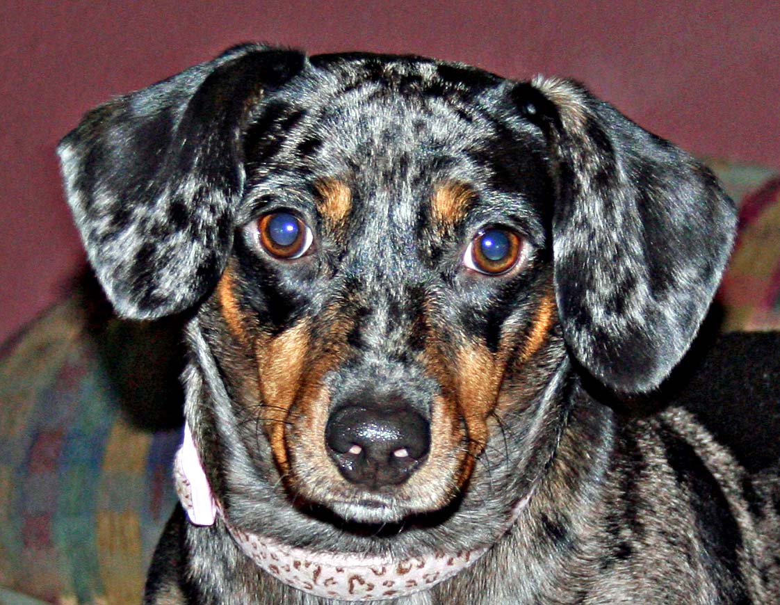 a black and brown dog wearing a collar