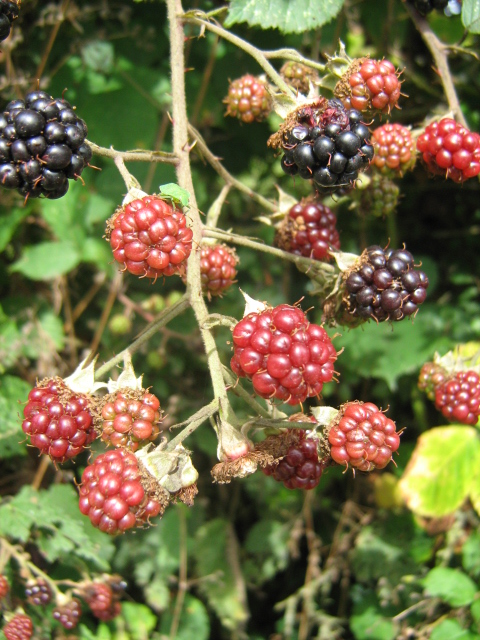 black raspberries growing on the bush are ready to be picked