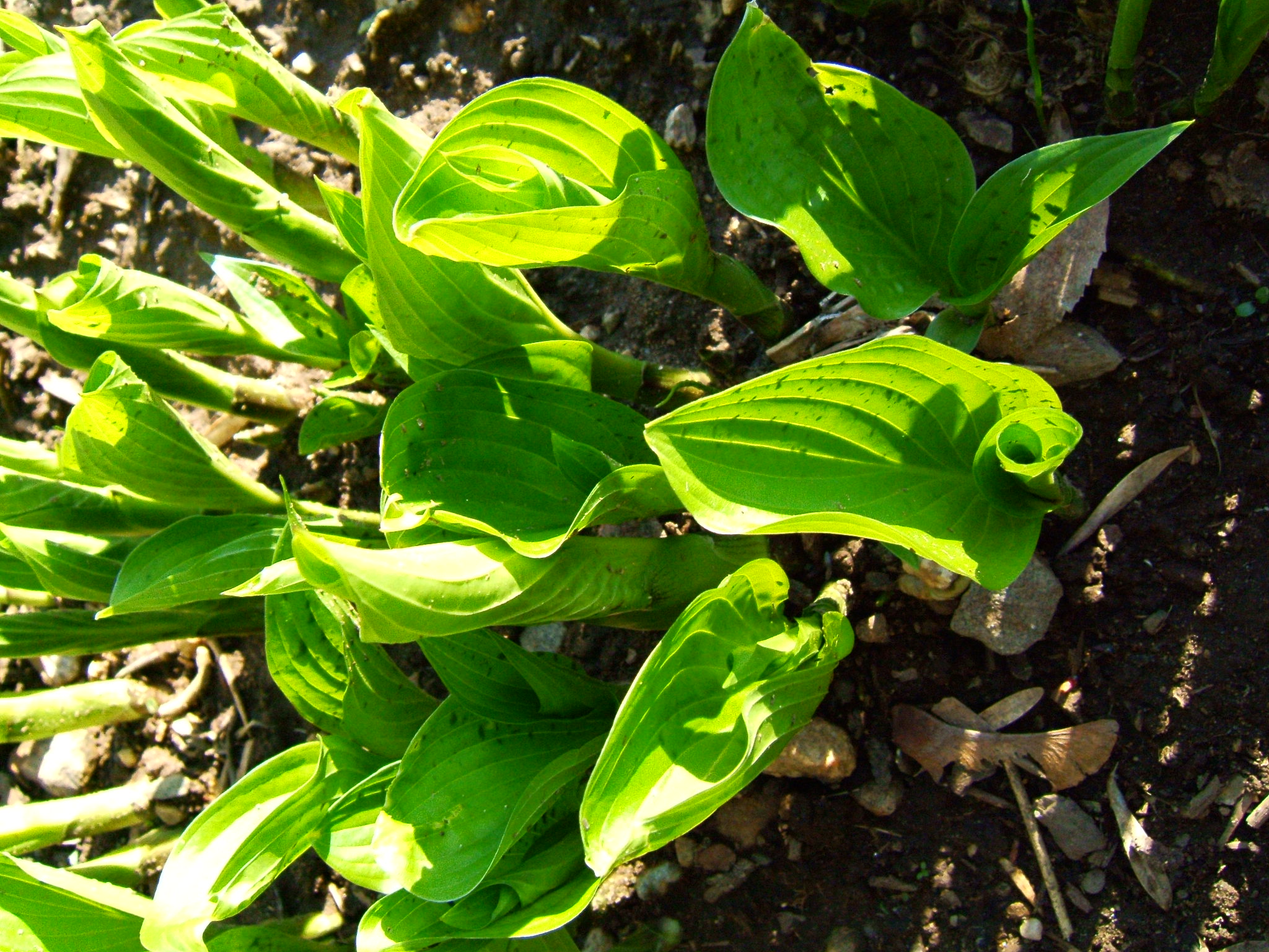 some plants are growing on the ground in dirt