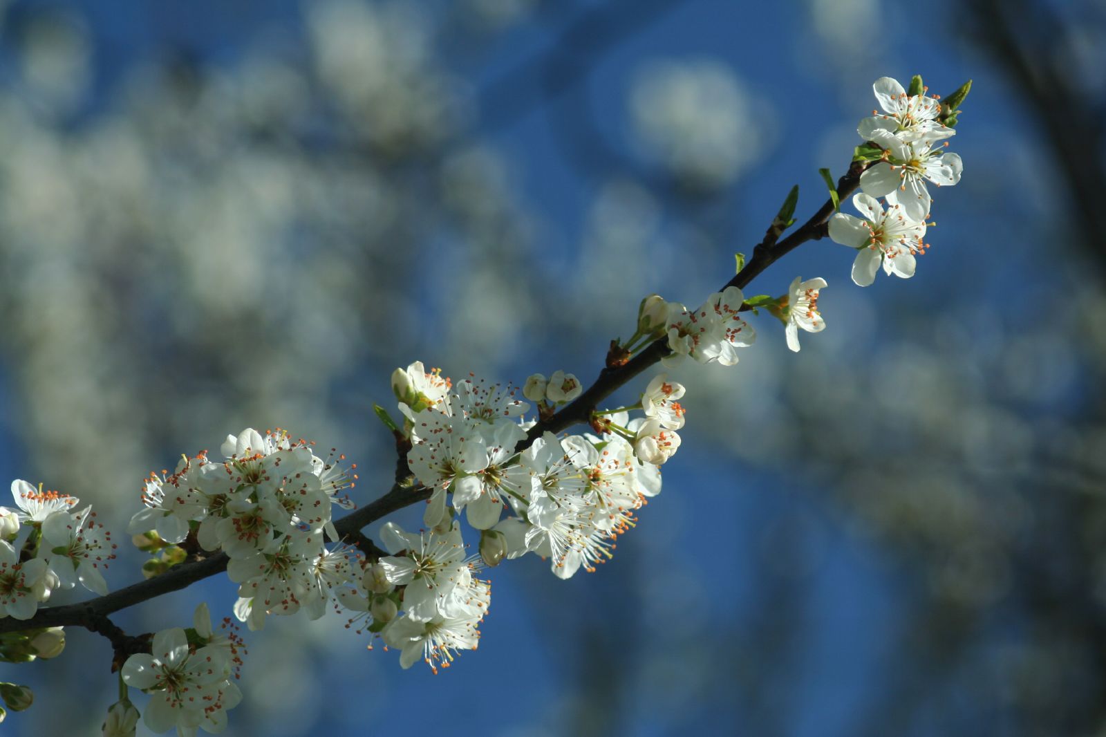 white blossoms against a blue sky background