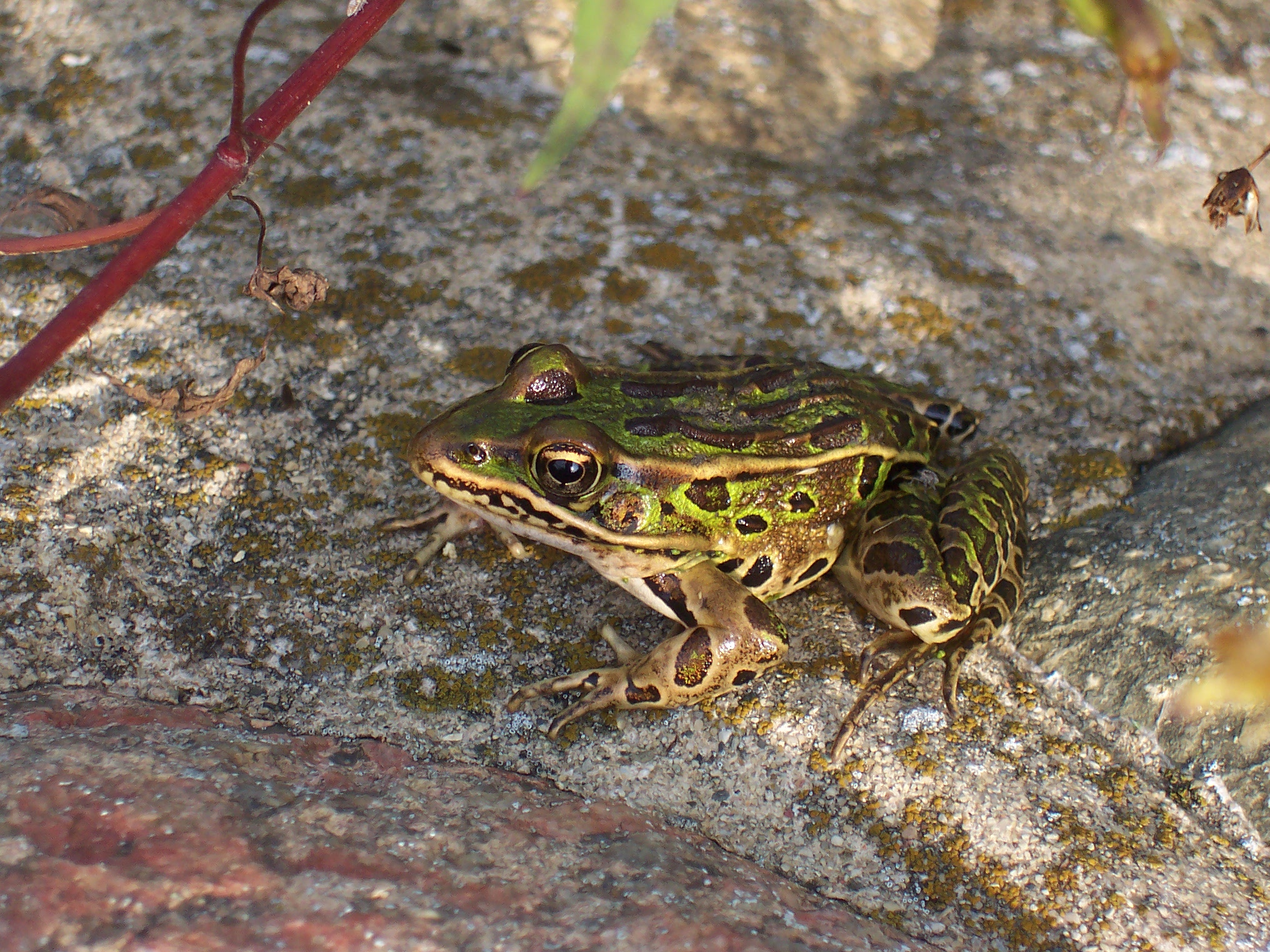 a green and brown frog sitting on top of a rock