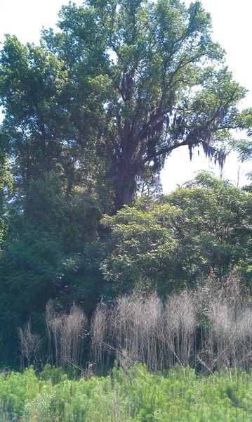 a large tree with long nches on it