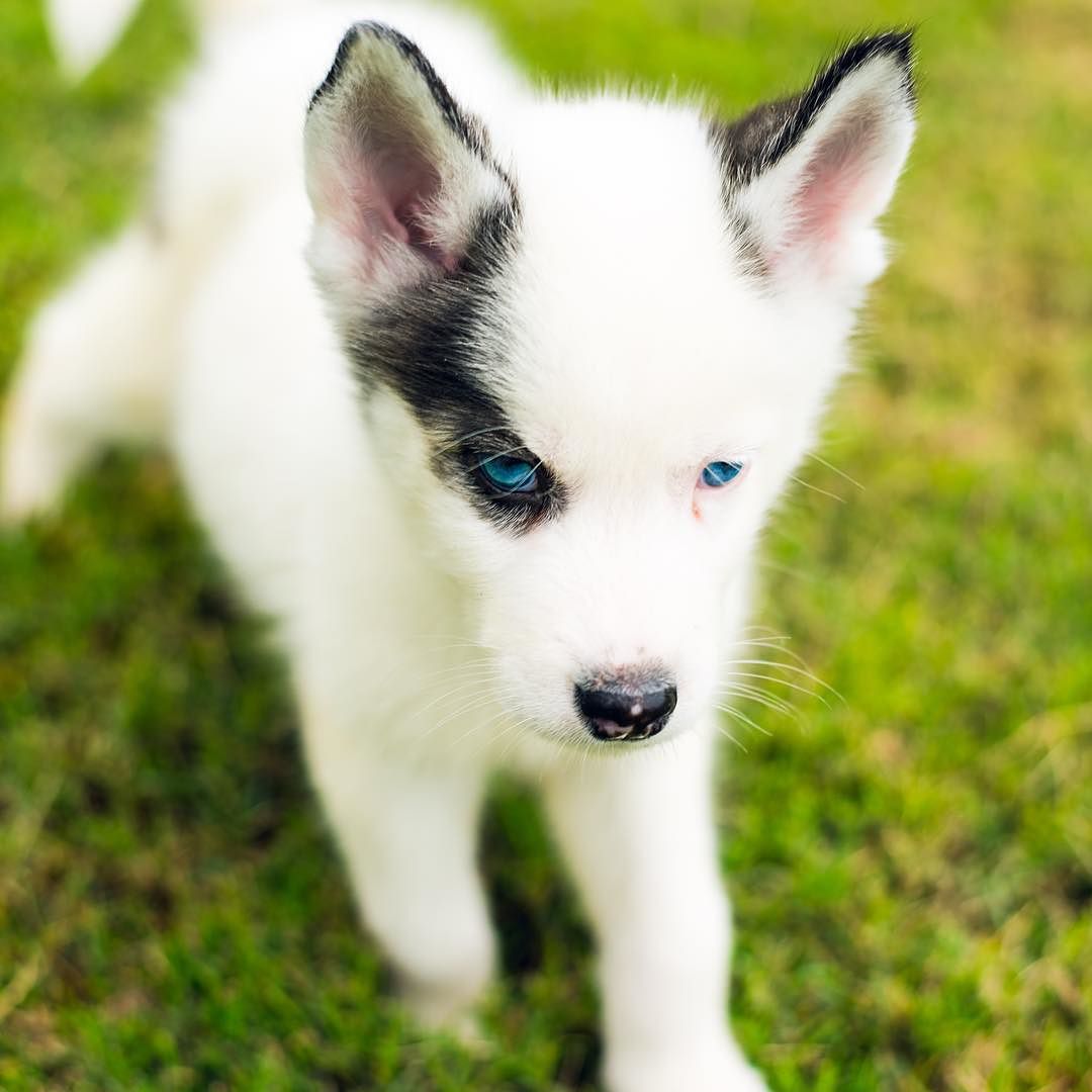 a white and black puppy with blue eyes