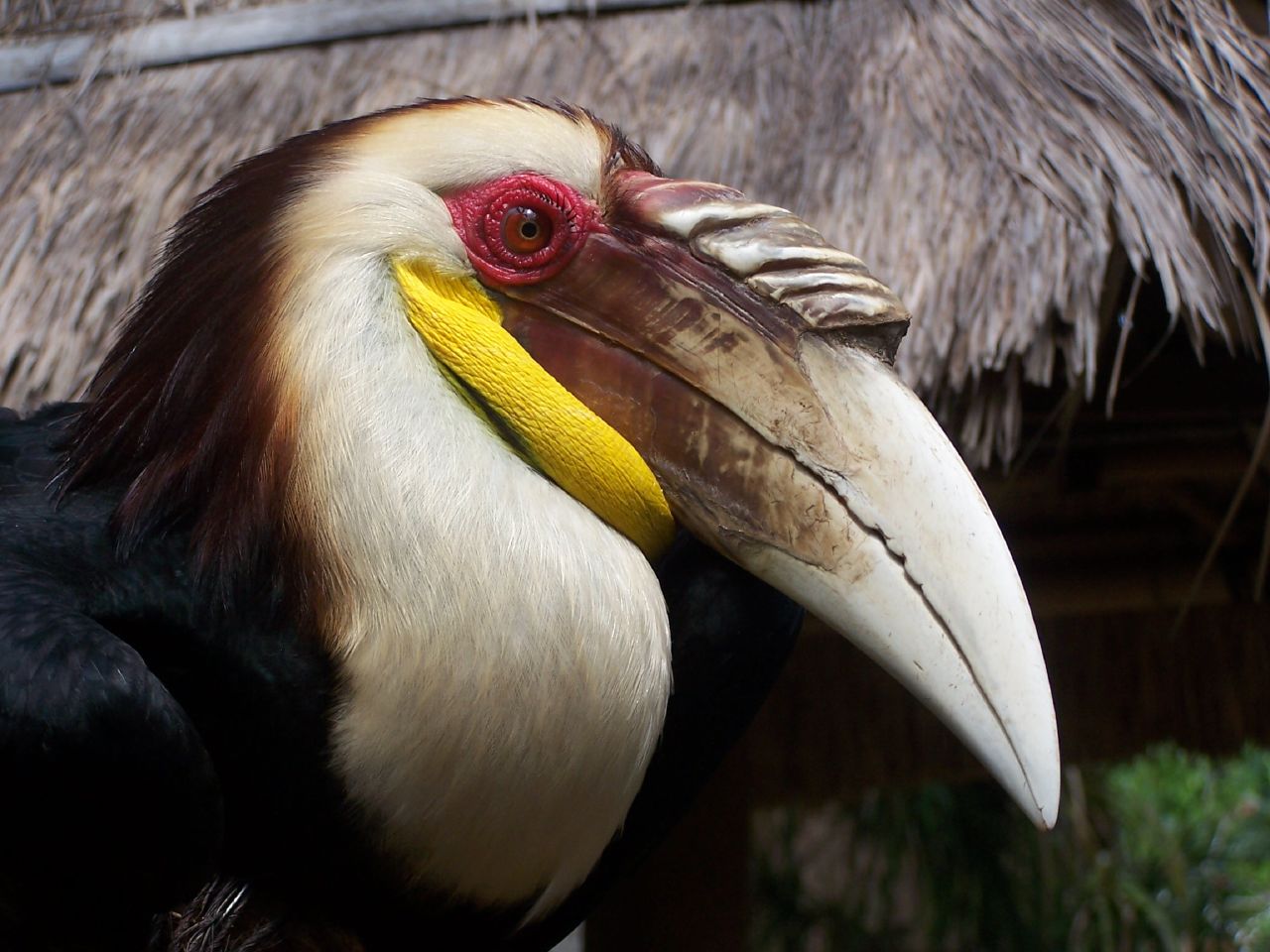 the large bird has a very colorful headband