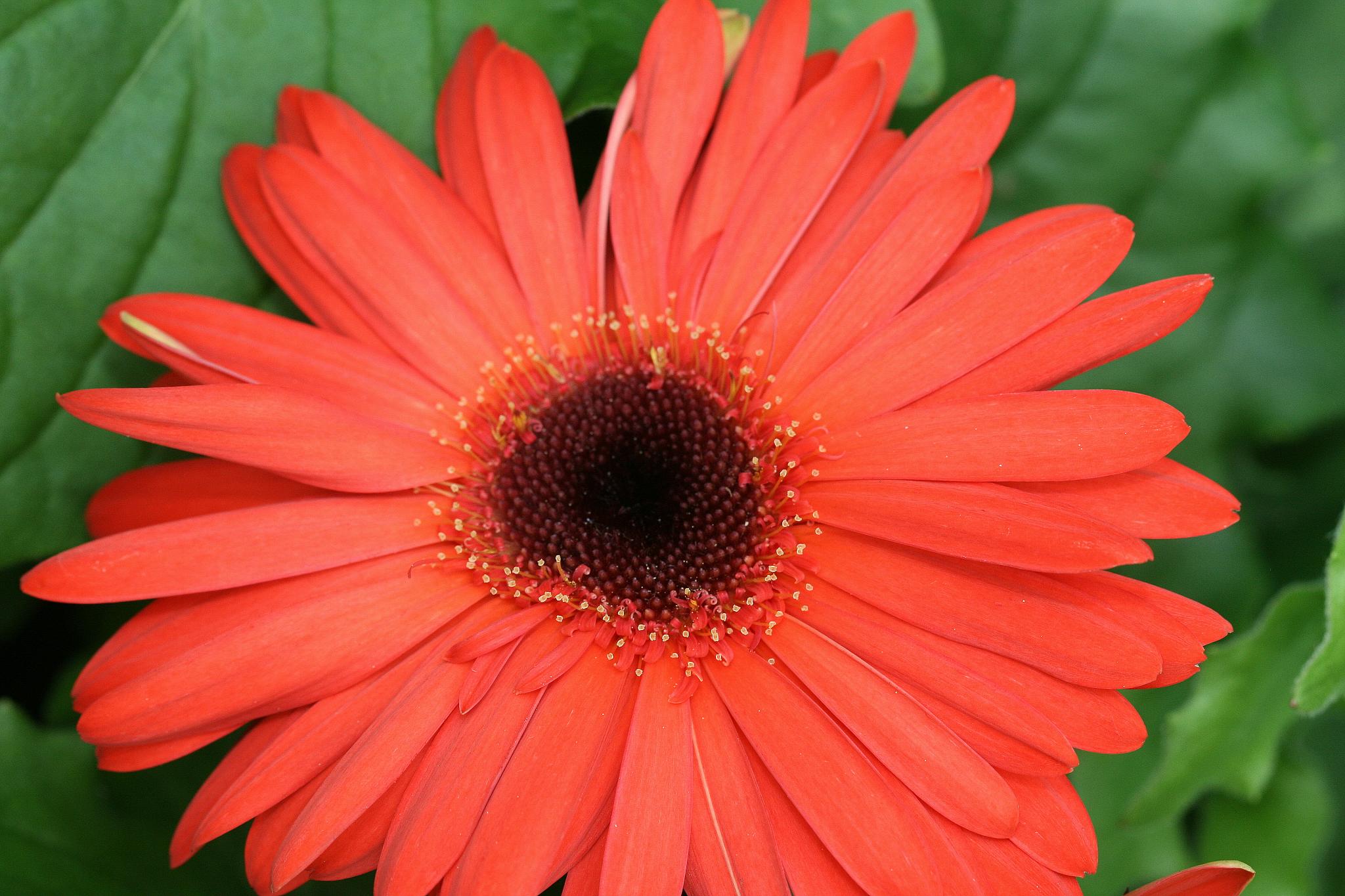 the small bright orange flower is surrounded by green leaves