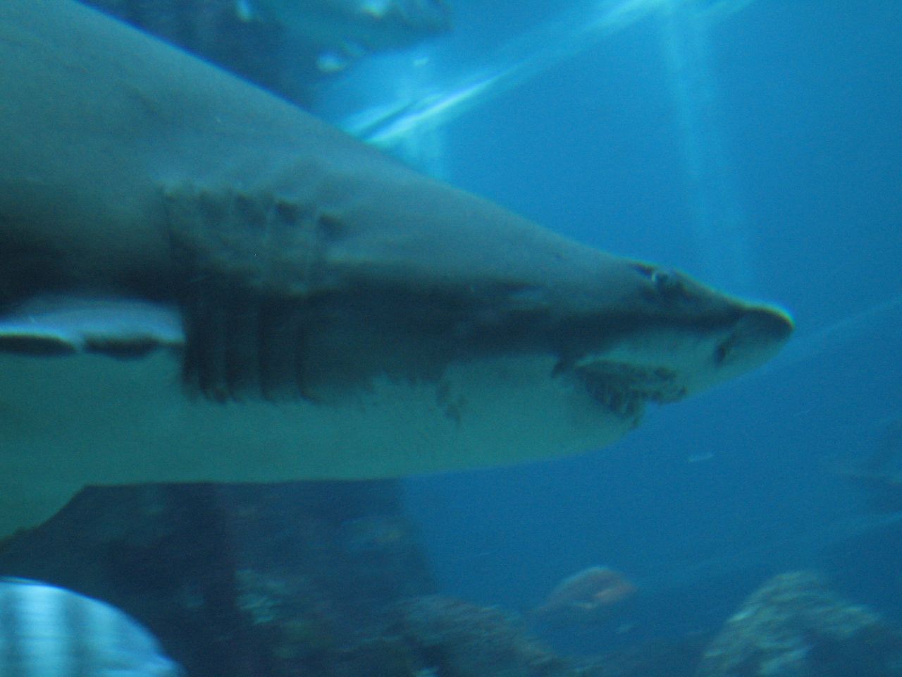a white shark in water with it's mouth open