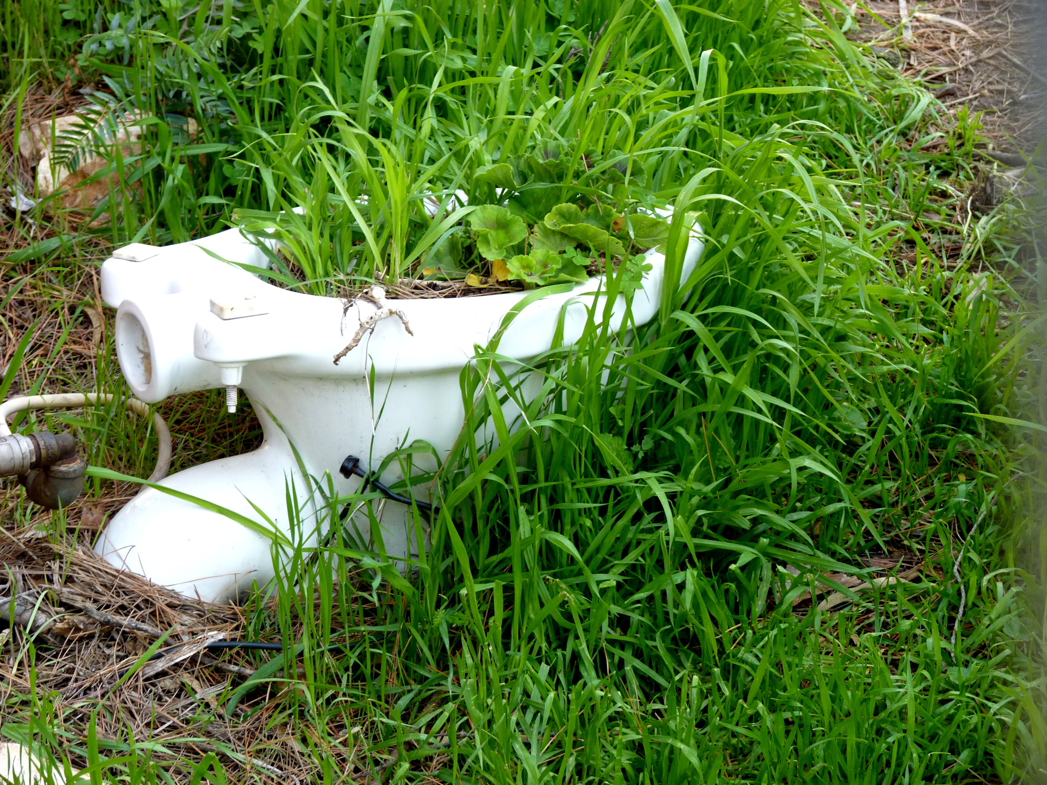 a toilet is in the grass with plants growing out of it