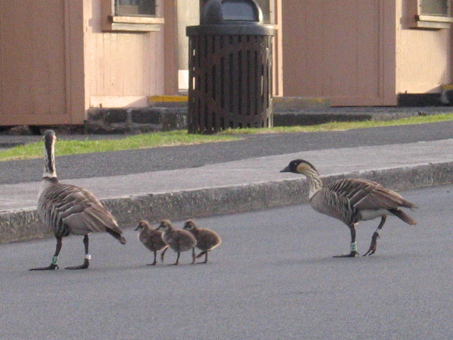 three adult canada geese and three baby birds crossing a street