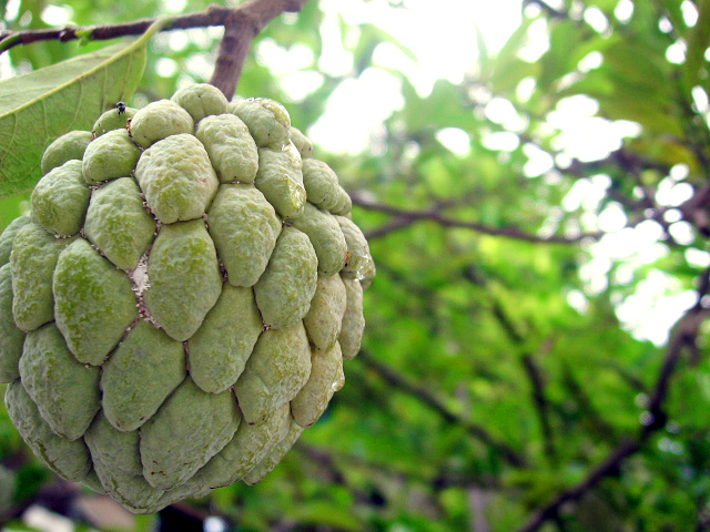 there is a closeup of a green fruit hanging from a tree