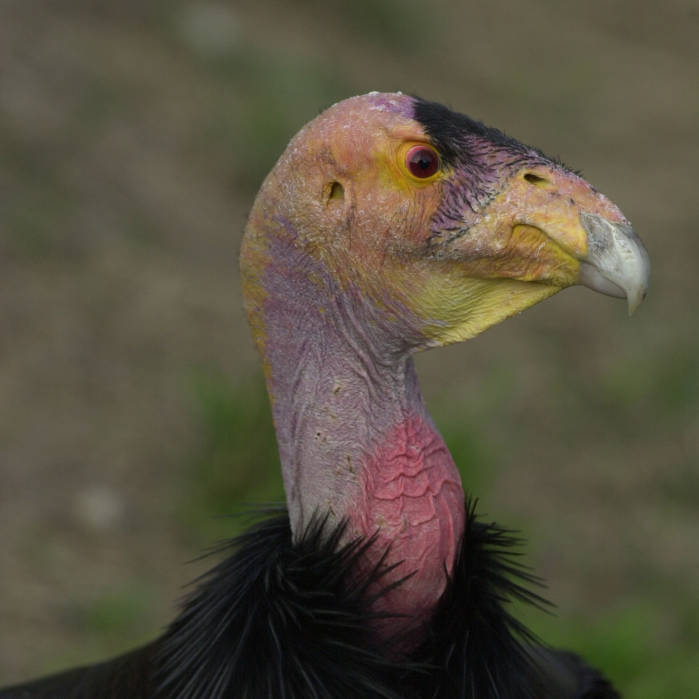 a bird with multi colored feathers is looking into the distance