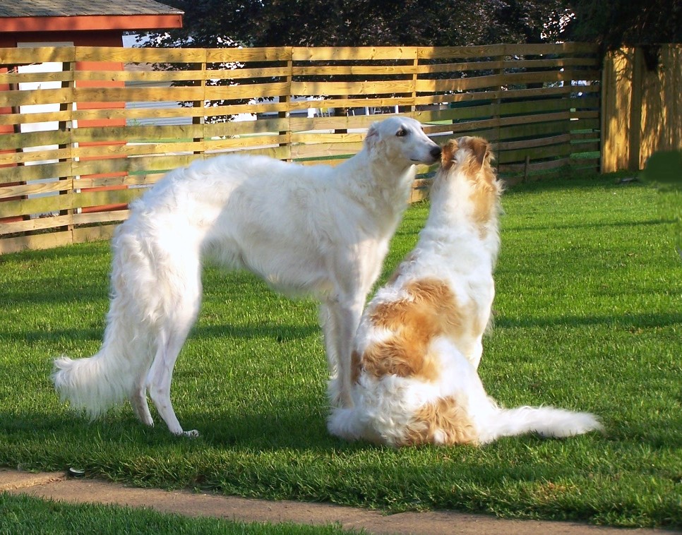 two dogs standing on their hind legs in the grass