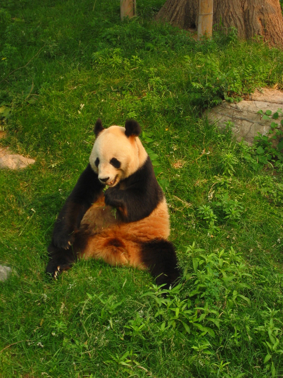 the panda bear is sitting in the grass