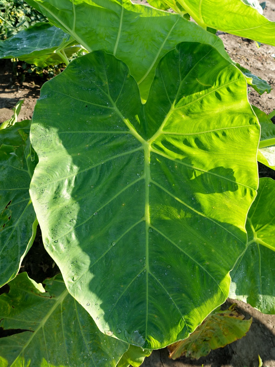 a big leafy plant with green leaves in the middle