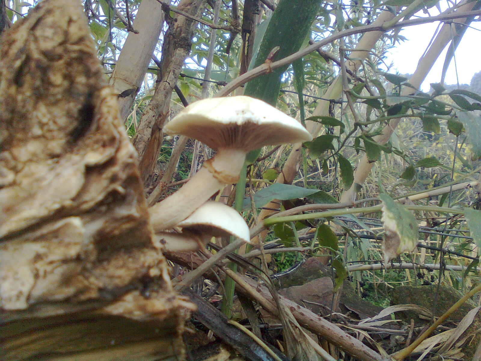 an up close view of mushrooms growing on the ground