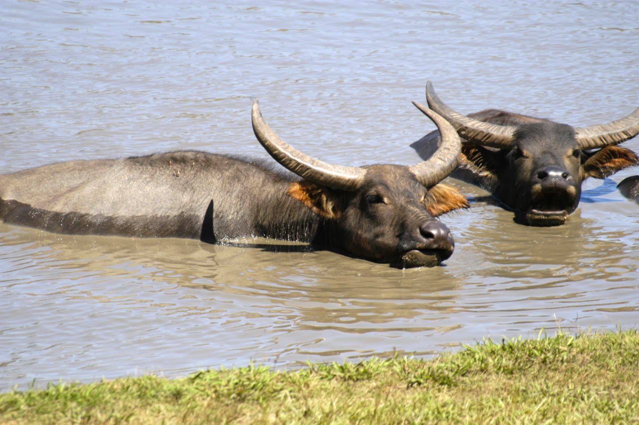 two bulls are playing in a lake water
