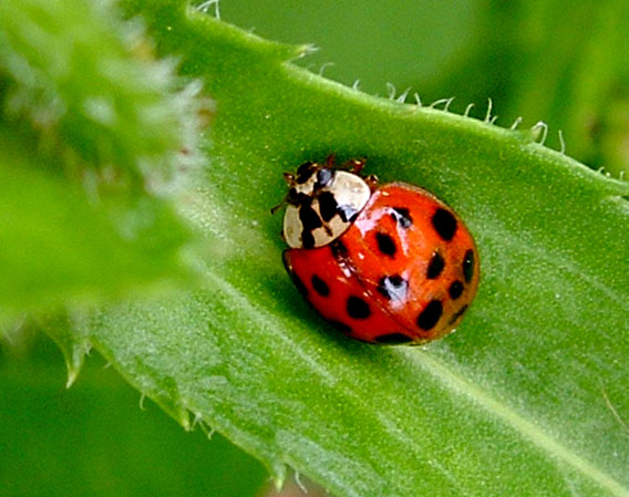 a small red bug crawling on top of a green leaf