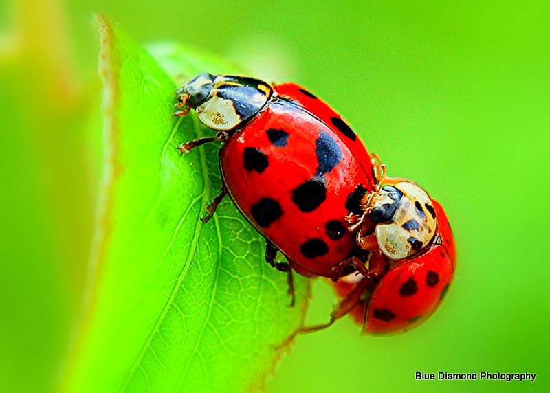 two lady bugs on the green leaf of a plant