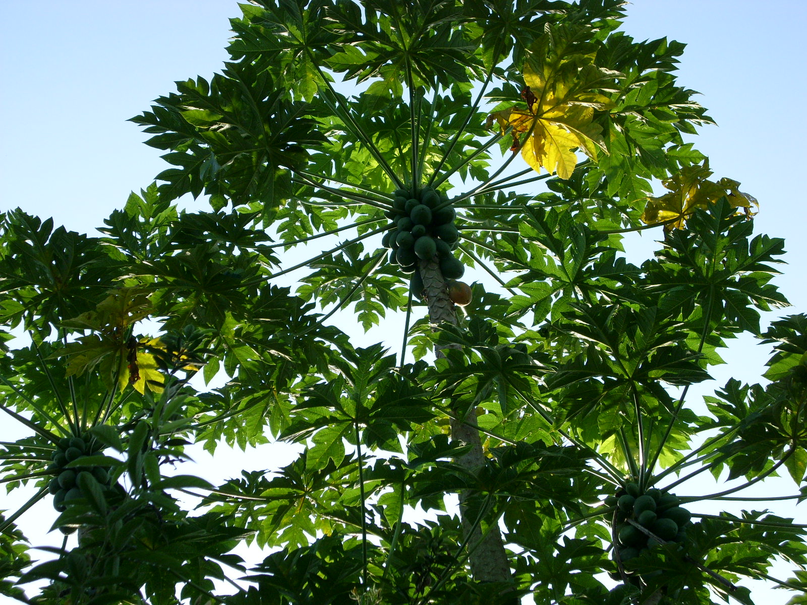 the large green leaves are shown on a tree