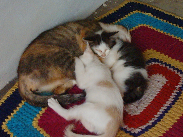 two cats are sleeping on top of each other
