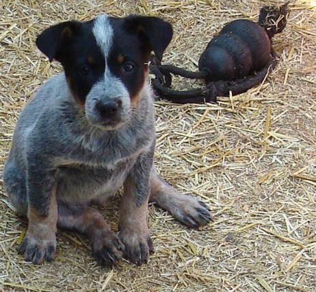 a dog is sitting in hay next to a dead beetle