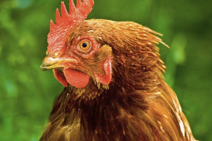 a red and brown chicken standing on top of a lush green field