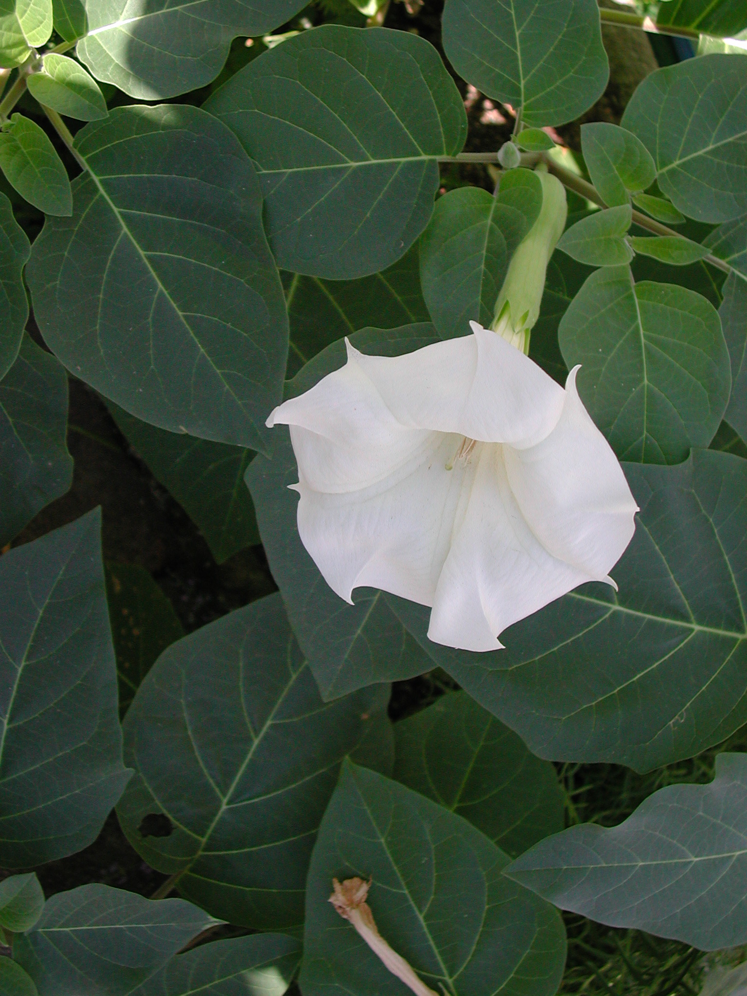 the small white flower is surrounded by large green leaves