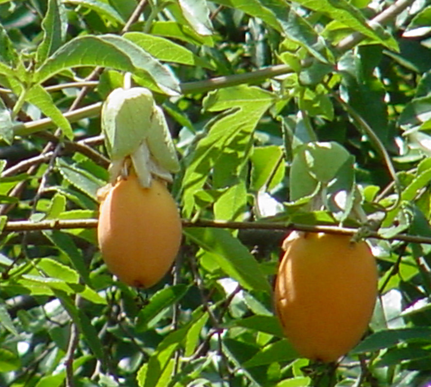 ripe fruit hanging from nches of trees,