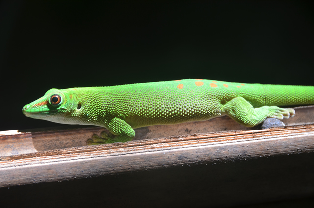a large green and orange lizard on a ledge