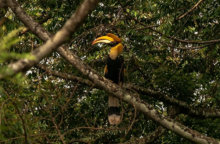 a big bird with a yellow beak in a tree